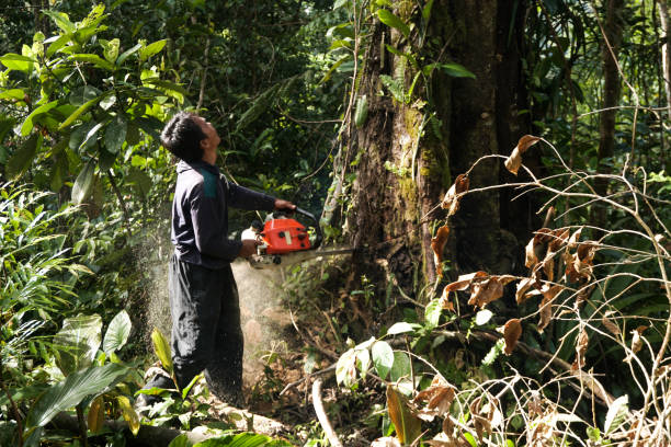 Best Tree Removal  in Portola, CA
