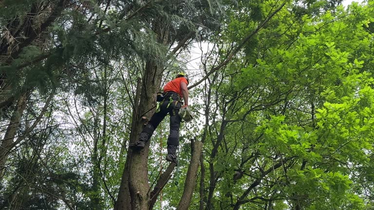 Best Tree Risk Assessment  in Portola, CA