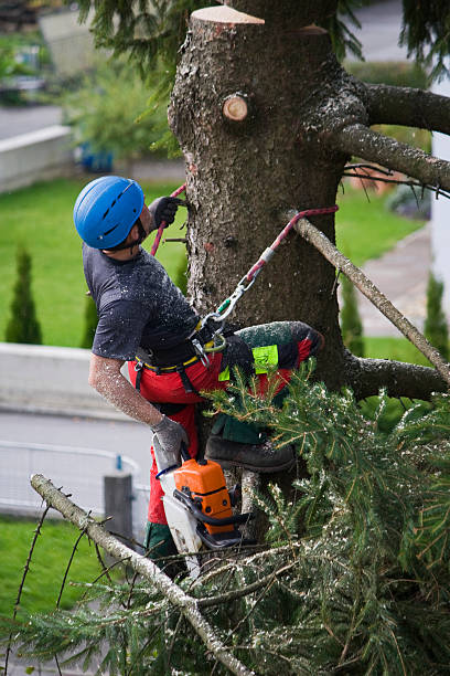 Best Storm Damage Tree Cleanup  in Portola, CA