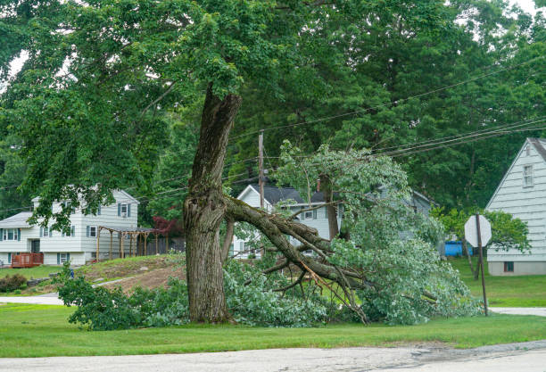 Best Tree Maintenance Programs  in Portola, CA