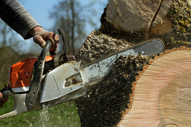 Best Stump Grinding and Removal  in Portola, CA
